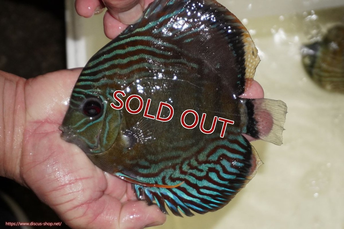 画像1: 【ワイルドディスカス】【通販】【紅赤必至の産地】ラーゴイナヌ　タイプレッドエディ【個体販売】15-17ｃｍ（生体）ラーゴイナヌ産 (1)