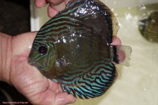 画像1: 【決算セール対象個体】【ワイルドディスカス】【通販】【紅赤必至の産地】ラーゴイナヌ　タイプレッドエディ【個体販売】15-17ｃｍ（生体）ラーゴイナヌ産 (1)