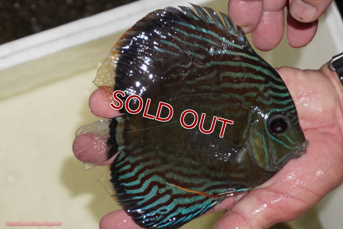 画像2: 【ワイルドディスカス】【通販】【紅赤必至の産地】ラーゴイナヌ　タイプレッドエディ【個体販売】15-17ｃｍ（生体）ラーゴイナヌ産 (2)