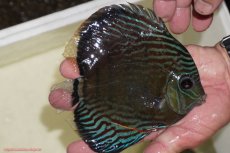 画像2: 【決算セール対象個体】【ワイルドディスカス】【通販】【紅赤必至の産地】ラーゴイナヌ　タイプレッドエディ【個体販売】15-17ｃｍ（生体）ラーゴイナヌ産 (2)