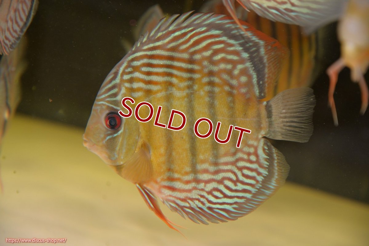 画像1: 【ワイルドディスカス】【通販】【紅赤必至の産地】ラーゴイナヌ　タイプレッドエディ【個体販売】15-17ｃｍ（生体）ラーゴイナヌ産 (1)