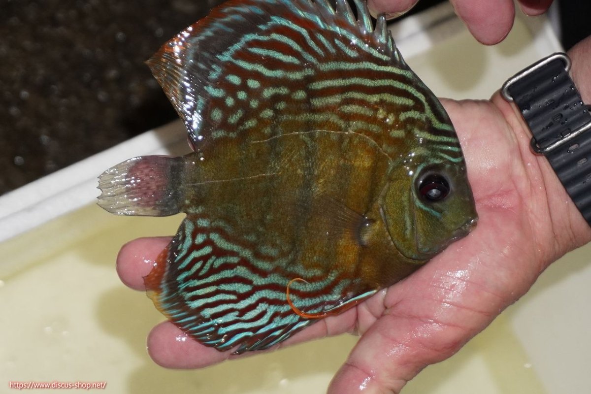 画像2: 【決算セール対象個体】【ワイルドディスカス】【通販】【紅赤必至の産地】ラーゴイナヌ　タイプレッドエディ【個体販売】15-17ｃｍ（生体）ラーゴイナヌ産 (2)