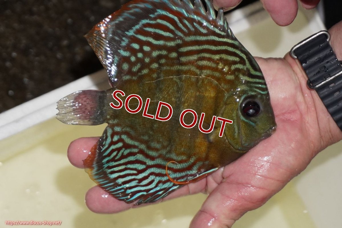 画像3: 【ワイルドディスカス】【通販】【紅赤必至の産地】ラーゴイナヌ　タイプレッドエディ【個体販売】15-17ｃｍ（生体）ラーゴイナヌ産 (3)