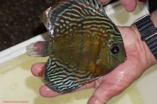 画像3: 【ワイルドディスカス】【通販】【紅赤必至の産地】ラーゴイナヌ　タイプレッドエディ【個体販売】15-17ｃｍ（生体）ラーゴイナヌ産 (3)