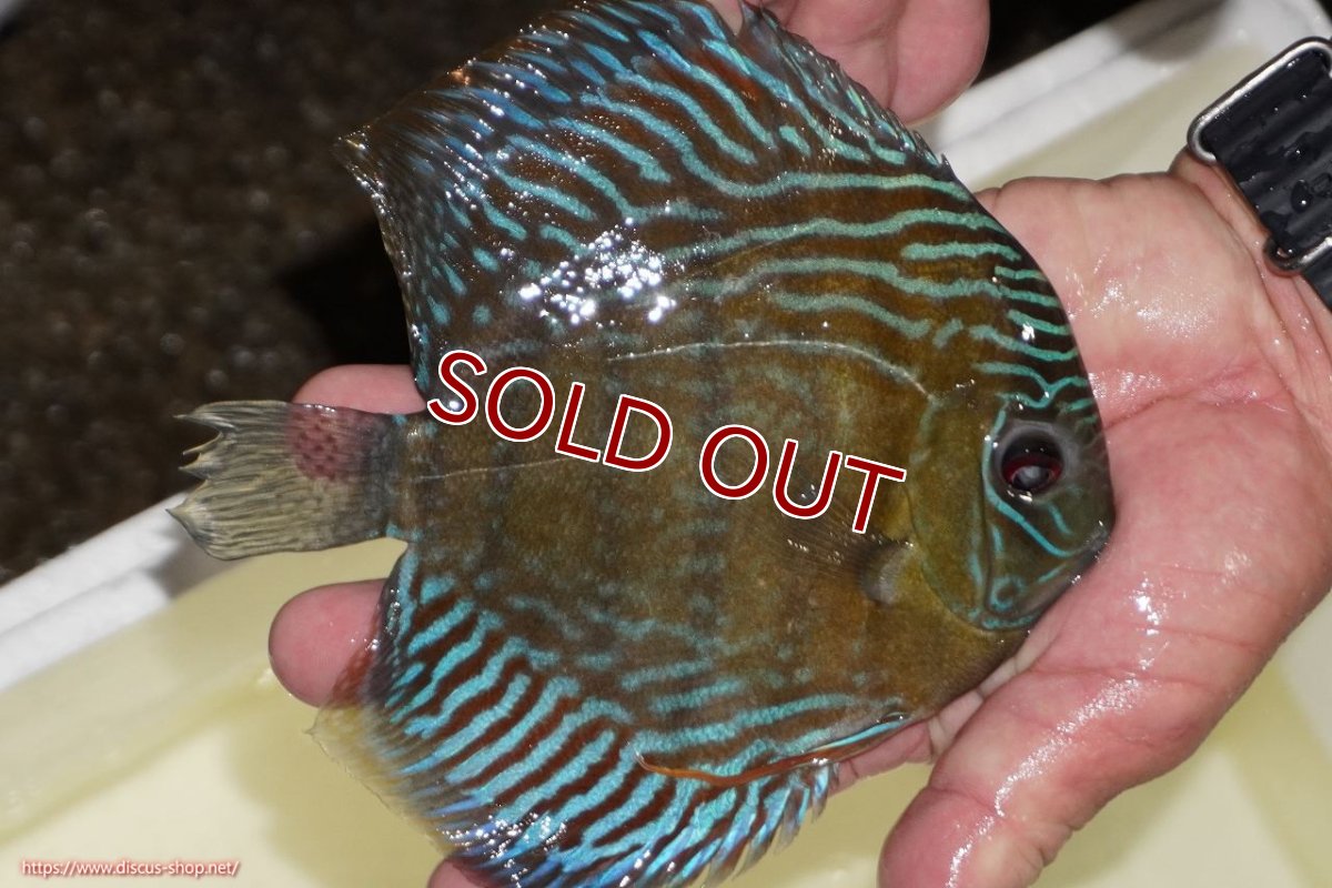 画像2: 【決算セール対象個体】【ワイルドディスカス】【通販】【紅赤必至の産地】ラーゴイナヌ　タイプレッドエディ【個体販売】15-17ｃｍ（生体）ラーゴイナヌ産 (2)