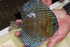 画像2: 【決算セール対象個体】【ワイルドディスカス】【通販】【紅赤必至の産地】ラーゴイナヌ　タイプレッドエディ【個体販売】15-17ｃｍ（生体）ラーゴイナヌ産 (2)