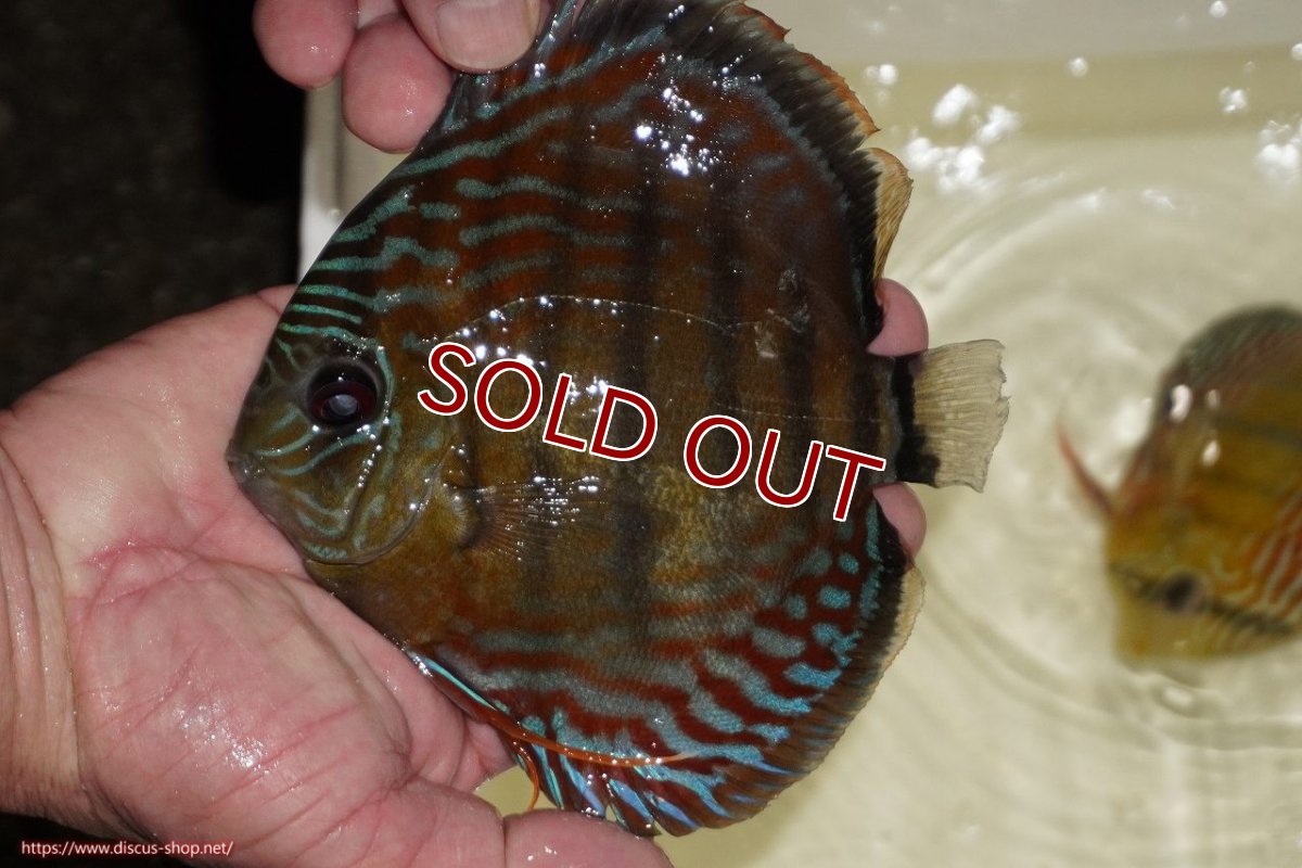 画像1: 【ワイルドディスカス】【通販】【紅赤必至の産地】ラーゴイナヌ　タイプレッドエディ【個体販売】15-17ｃｍ（生体）ラーゴイナヌ産 (1)