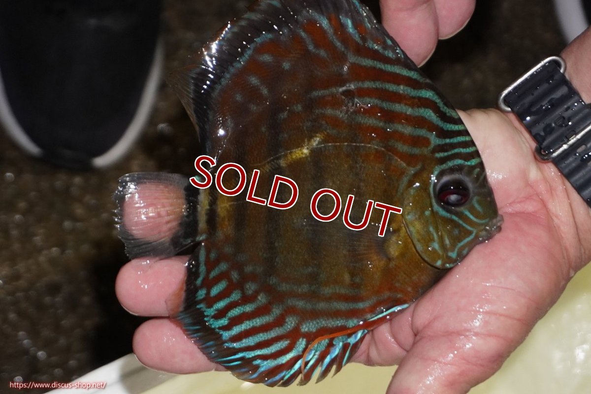 画像2: 【ワイルドディスカス】【通販】【紅赤必至の産地】ラーゴイナヌ　タイプレッドエディ【個体販売】15-17ｃｍ（生体）ラーゴイナヌ産 (2)