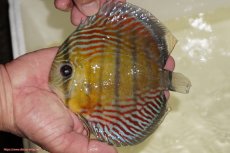 画像1: 【決算セール対象個体】【ワイルドディスカス】【通販】【紅赤必至の産地】ラーゴイナヌ　タイプレッドエディ（オレンジ目）【個体販売】15-17ｃｍ（生体）ラーゴイナヌ産 (1)