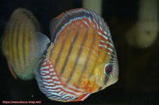 画像4: 【30周年記念セール対象個体】【ワイルドディスカス】【通販】【紅赤必至の産地】ラーゴイナヌ タイプレッドエディ♂ レッドデヴィル♀【個体ペア販売】15-16ｃｍ（生体）ラーゴイナヌ産 (4)