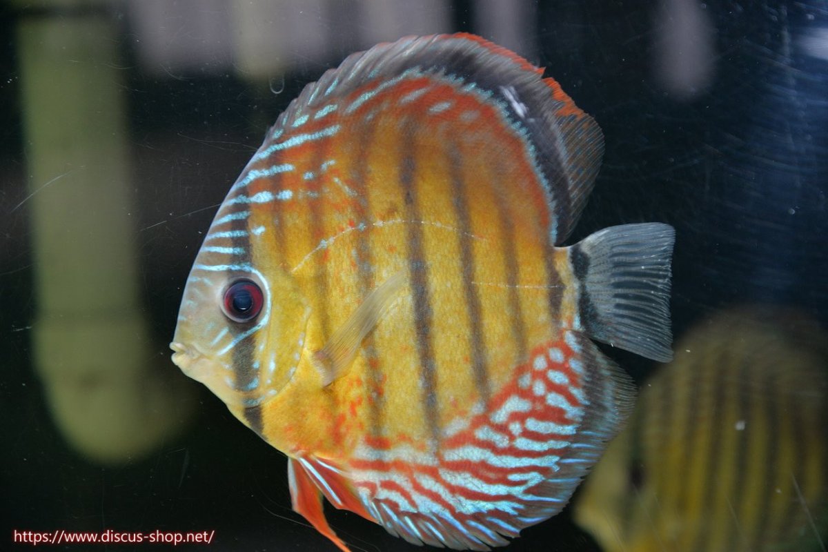 画像5: 【30周年記念セール対象個体】【ワイルドディスカス】【通販】【紅赤必至の産地】ラーゴイナヌ タイプレッドエディ♂ レッドデヴィル♀【個体ペア販売】15-16ｃｍ（生体）ラーゴイナヌ産 (5)