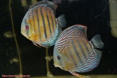 画像1: 【30周年記念セール対象個体】【ワイルドディスカス】【通販】【紅赤必至の産地】ラーゴイナヌ タイプレッドエディ（金目）♂ レッドデヴィル♀【個体ペア販売】15-16ｃｍ（生体）ラーゴイナヌ産 (1)