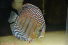 画像2: 【30周年記念セール対象個体】【ワイルドディスカス】【通販】【紅赤必至の産地】ラーゴイナヌ タイプレッドエディ（金目）♂ レッドデヴィル♀【個体ペア販売】15-16ｃｍ（生体）ラーゴイナヌ産 (2)