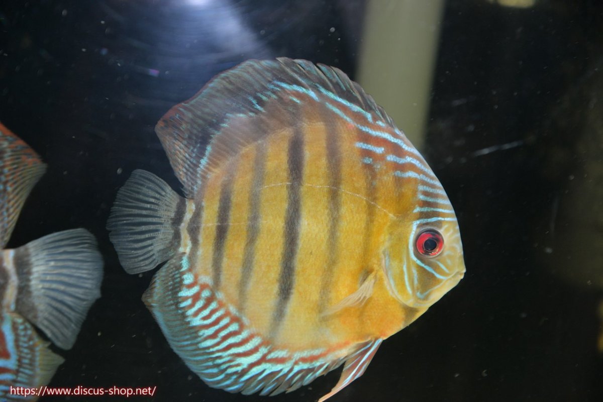 画像4: 【30周年記念セール対象個体】【ワイルドディスカス】【通販】【紅赤必至の産地】ラーゴイナヌ タイプレッドエディ（金目）♂ レッドデヴィル♀【個体ペア販売】15-16ｃｍ（生体）ラーゴイナヌ産 (4)