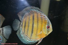 画像4: 【30周年記念セール対象個体】【ワイルドディスカス】【通販】【紅赤必至の産地】ラーゴイナヌ タイプレッドエディ（金目）♂ レッドデヴィル♀【個体ペア販売】15-16ｃｍ（生体）ラーゴイナヌ産 (4)