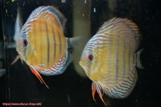 画像1: 【30周年記念セール対象個体】【ワイルドディスカス】【通販】【紅赤必至の産地】ラーゴイナヌ タイプレッドエディ♂ レッドデヴィル♀【個体ペア販売】15-16ｃｍ（生体）ラーゴイナヌ産 (1)