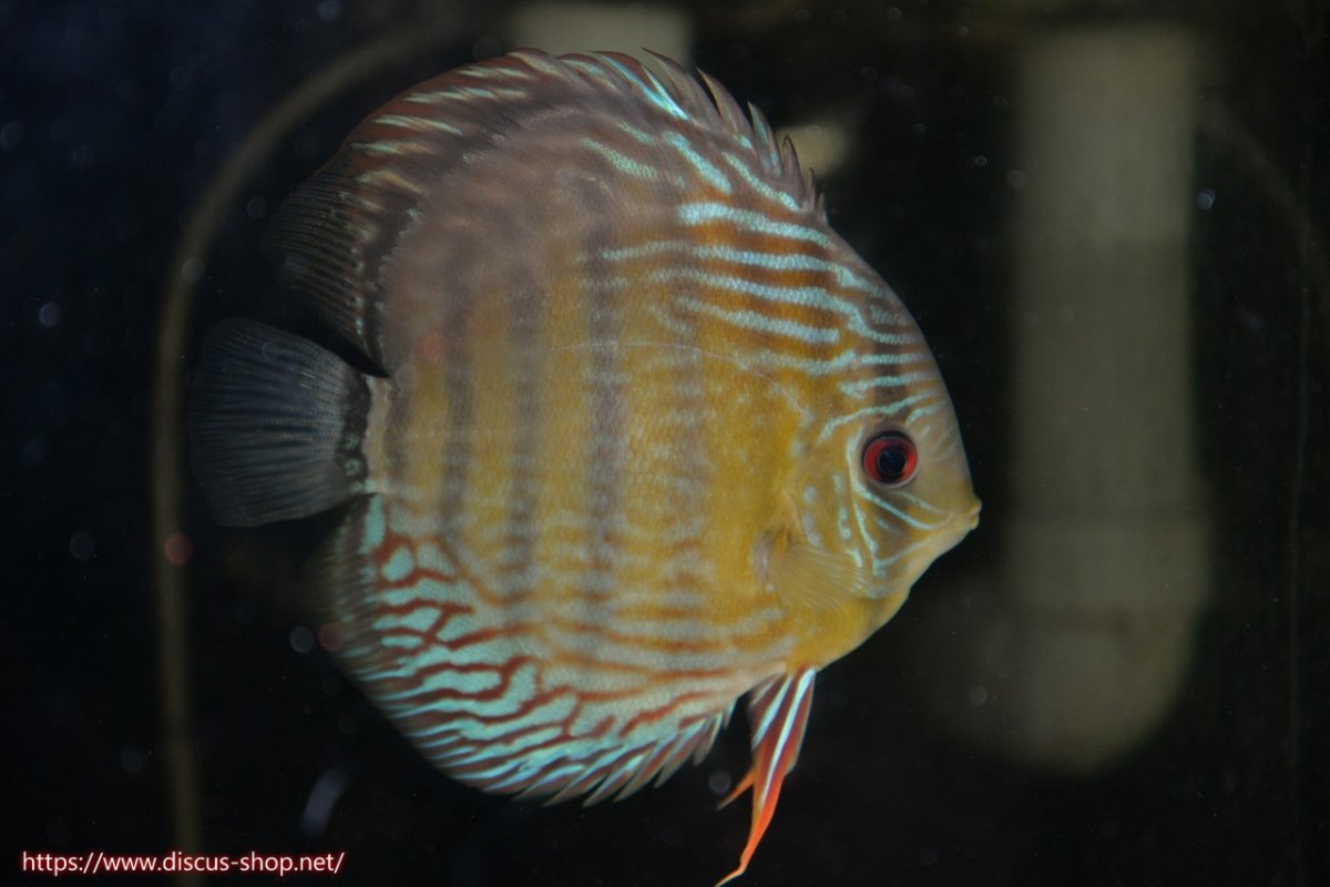 画像2: 【30周年記念セール対象個体】【ワイルドディスカス】【通販】【紅赤必至の産地】ラーゴイナヌ タイプレッドエディ♂ レッドデヴィル♀【個体ペア販売】15-16ｃｍ（生体）ラーゴイナヌ産 (2)