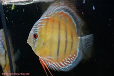 画像5: 【30周年記念セール対象個体】【ワイルドディスカス】【通販】【紅赤必至の産地】ラーゴイナヌ タイプレッドエディ♂ レッドデヴィル♀【個体ペア販売】15-16ｃｍ（生体）ラーゴイナヌ産 (5)