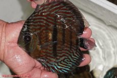 画像1: 【30周年記念セール対象個体】【ワイルドディスカス】【通販】【紅赤必至の産地】ラーゴイナヌ タイプロイヤルレッドエディ【個体販売】15-16ｃｍ（生体）ラーゴイナヌ産 (1)