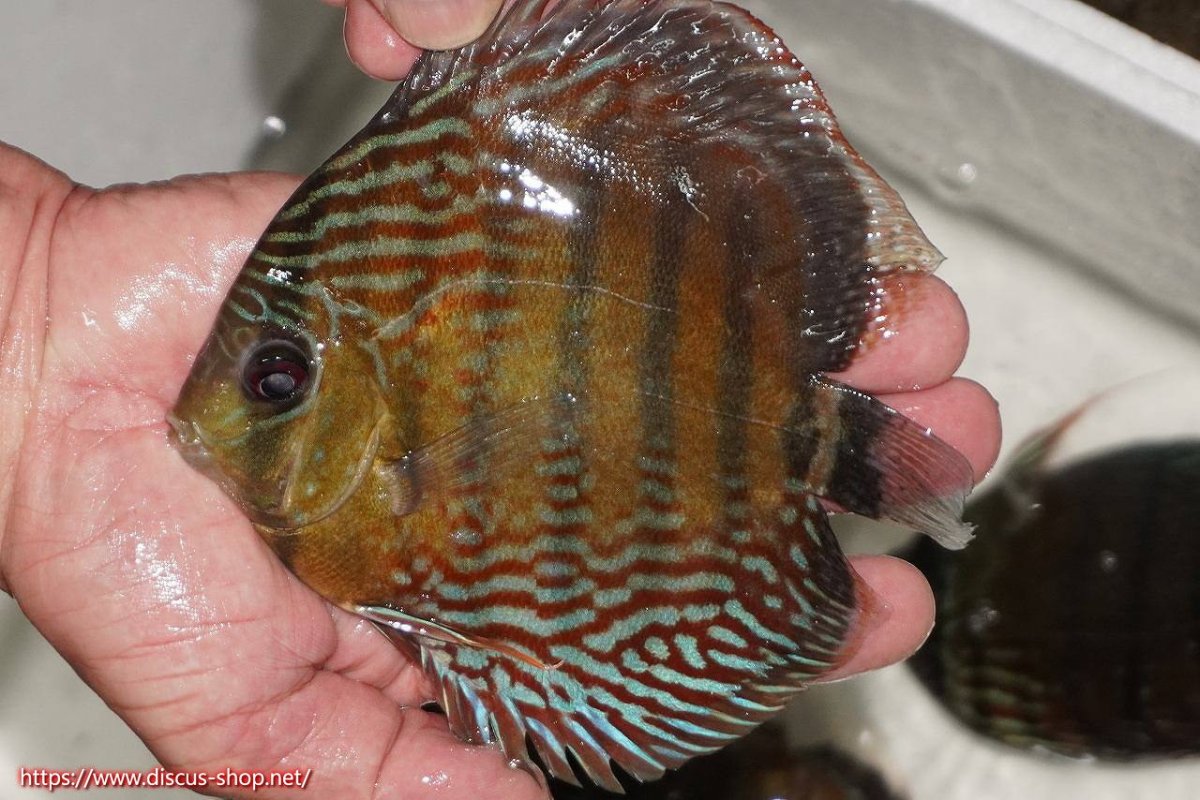 画像1: 【30周年記念セール対象個体】【ワイルドディスカス】【通販】【紅赤必至の産地】ラーゴイナヌ　タイプレッドエディ【個体販売】15-16ｃｍ（生体）ラーゴイナヌ産 (1)