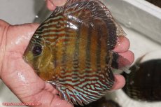 画像1: 【30周年記念セール対象個体】【ワイルドディスカス】【通販】【紅赤必至の産地】ラーゴイナヌ　タイプレッドエディ【個体販売】15-16ｃｍ（生体）ラーゴイナヌ産 (1)