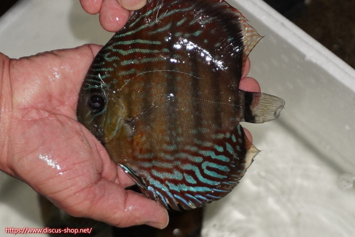 画像1: 【30周年記念セール対象個体】【ワイルドディスカス】【通販】【紅赤必至の産地】ラーゴイナヌ　タイプレッドエディ【個体販売】15-16ｃｍ（生体）ラーゴイナヌ産 (1)