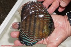 画像2: 【30周年記念セール対象個体】【ワイルドディスカス】【通販】【紅赤必至の産地】ラーゴイナヌ　タイプレッドエディ【個体販売】15-16ｃｍ（生体）ラーゴイナヌ産 (2)