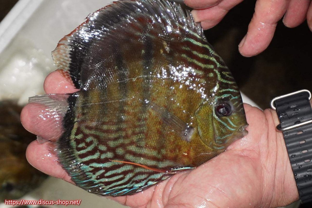 画像2: 【30周年記念セール対象個体】【ワイルドディスカス】【通販】【紅赤必至の産地】ラーゴイナヌ　タイプレッドエディ【個体販売】15-16ｃｍ（生体）ラーゴイナヌ産 (2)