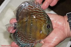 画像2: 【30周年記念セール対象個体】【ワイルドディスカス】【通販】【紅赤必至の産地】ラーゴイナヌ　タイプレッドエディ【個体販売】15-16ｃｍ（生体）ラーゴイナヌ産 (2)