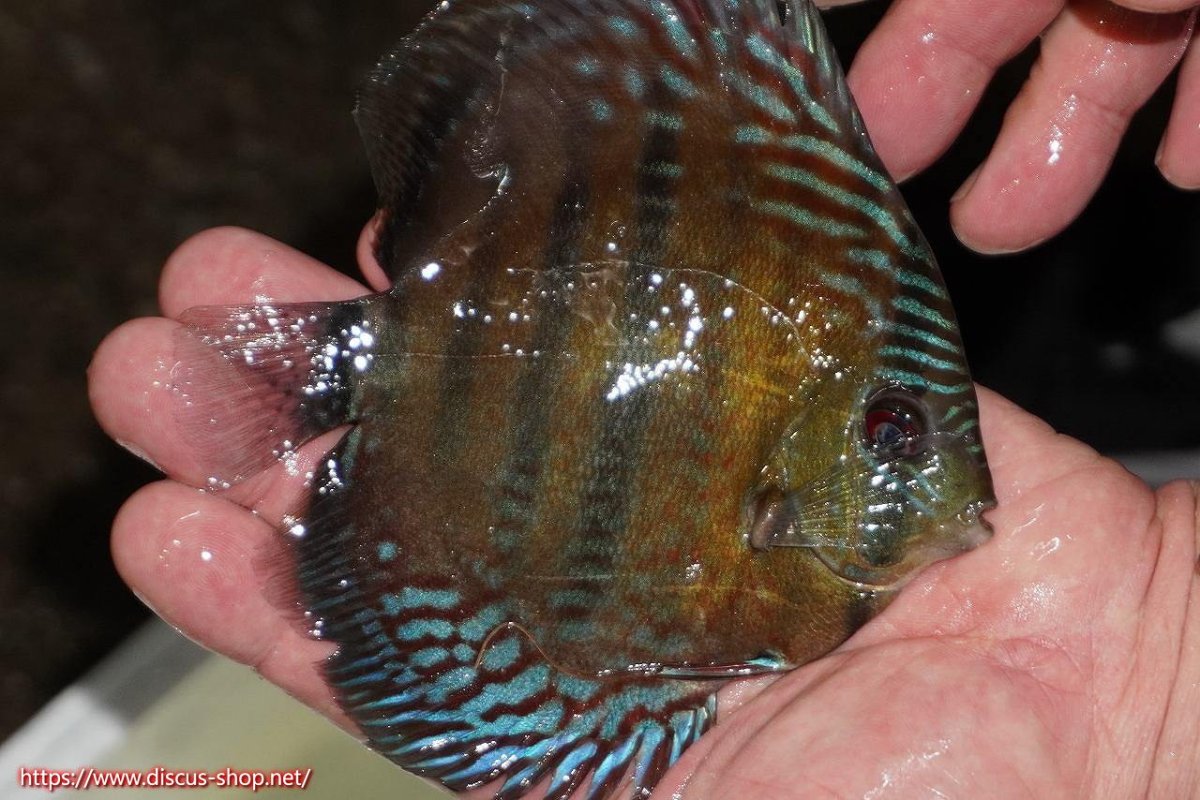 画像2: 【30周年記念セール対象個体】【ワイルドディスカス】【通販】【紅赤必至の産地】ラーゴイナヌ　タイプレッドエディ【個体販売】15-16ｃｍ（生体）ラーゴイナヌ産 (2)