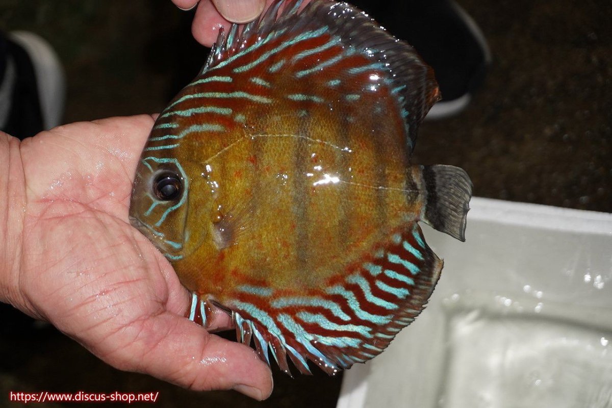 画像1: 【30周年記念セール対象個体】【ワイルドディスカス】【通販】【紅赤必至の産地】ラーゴイナヌ　タイプレッドエディ（金目）【個体販売】15-16ｃｍ（生体）ラーゴイナヌ産 (1)