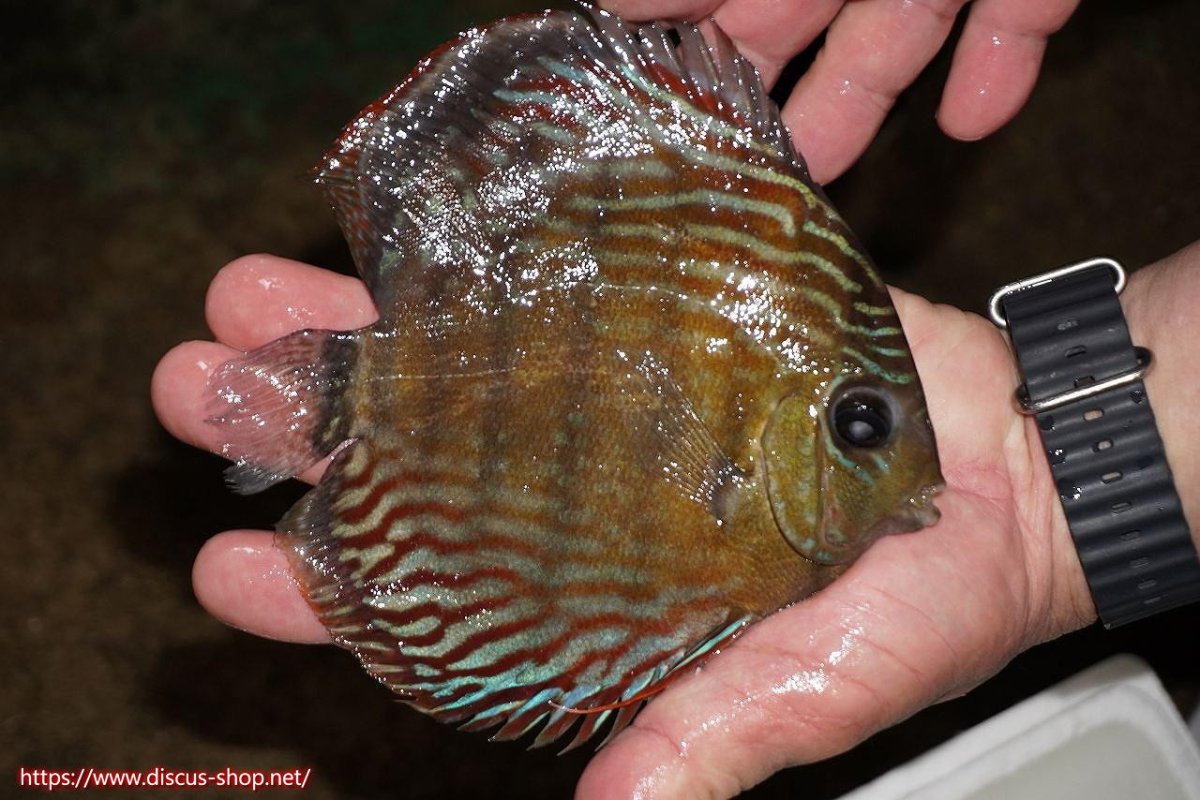 画像2: 【30周年記念セール対象個体】【ワイルドディスカス】【通販】【紅赤必至の産地】ラーゴイナヌ　タイプレッドエディ（金目）【個体販売】15-16ｃｍ（生体）ラーゴイナヌ産 (2)