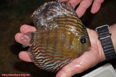 画像2: 【30周年記念セール対象個体】【ワイルドディスカス】【通販】【紅赤必至の産地】ラーゴイナヌ　タイプレッドエディ（金目）【個体販売】15-16ｃｍ（生体）ラーゴイナヌ産 (2)