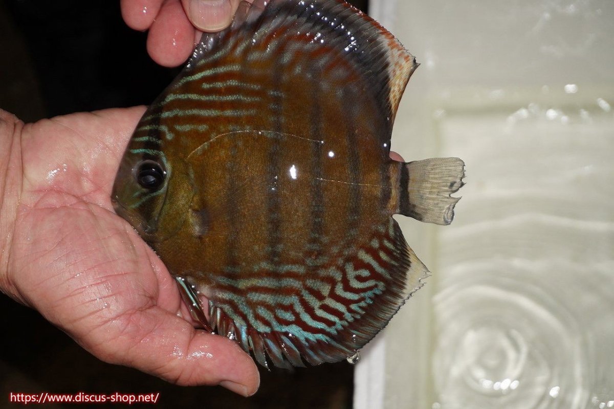 画像1: 【30周年記念セール対象個体】【ワイルドディスカス】【通販】【紅赤必至の産地】ラーゴイナヌ　タイプレッドエディ【個体販売】15-16ｃｍ（生体）ラーゴイナヌ産 (1)