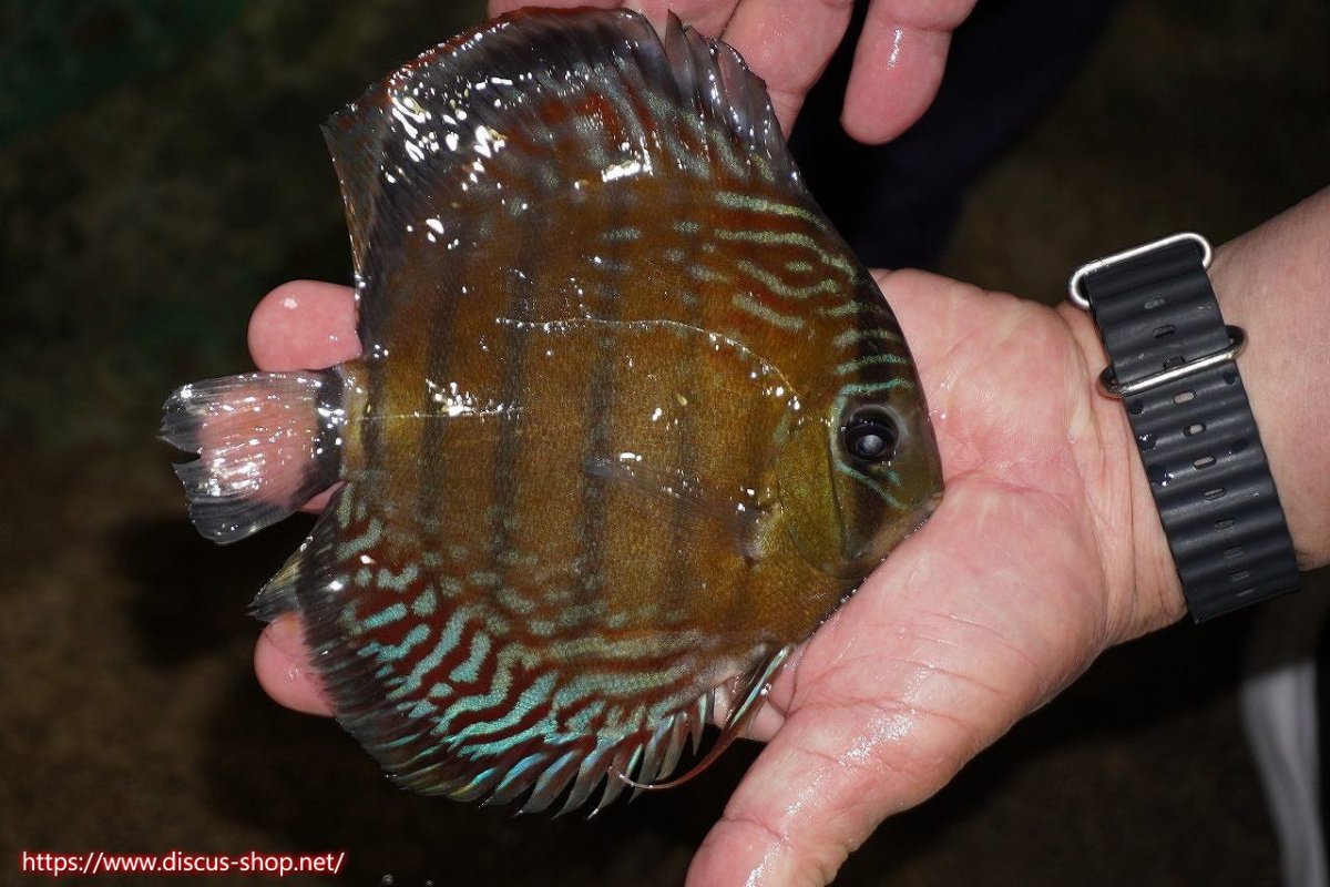 画像2: 【30周年記念セール対象個体】【ワイルドディスカス】【通販】【紅赤必至の産地】ラーゴイナヌ　タイプレッドエディ【個体販売】15-16ｃｍ（生体）ラーゴイナヌ産 (2)