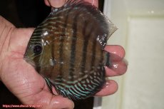 画像1: 【30周年記念セール対象個体】【ワイルドディスカス】【通販】【紅赤必至の産地】ラーゴイナヌ　タイプレッドエディ【個体販売】15-16ｃｍ（生体）ラーゴイナヌ産 (1)