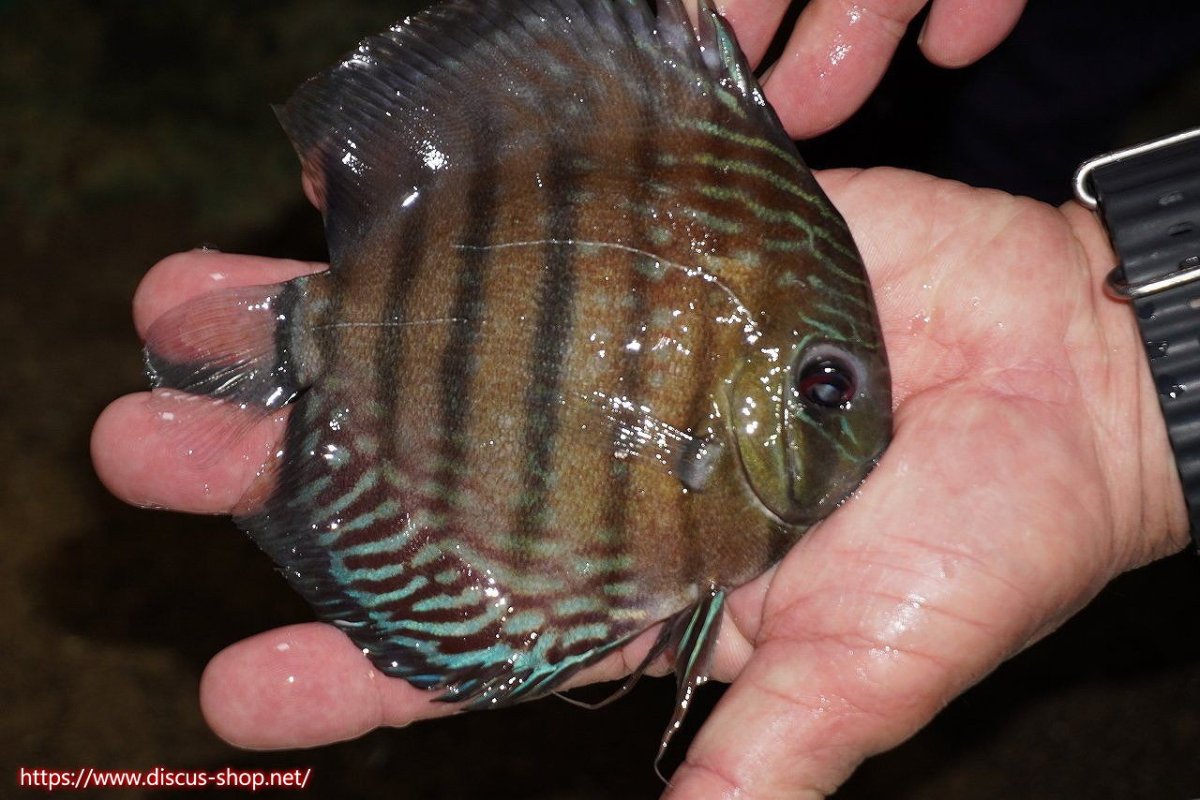 画像2: 【30周年記念セール対象個体】【ワイルドディスカス】【通販】【紅赤必至の産地】ラーゴイナヌ　タイプレッドエディ【個体販売】15-16ｃｍ（生体）ラーゴイナヌ産 (2)