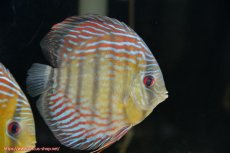 画像2: 【30周年記念セール対象個体】【ワイルドディスカス】【通販】【紅赤必至の産地】ラーゴイナヌ タイプレッドエディ♂ レッドデヴィル♀【個体ペア販売】15-16ｃｍ（生体）ラーゴイナヌ産 (2)