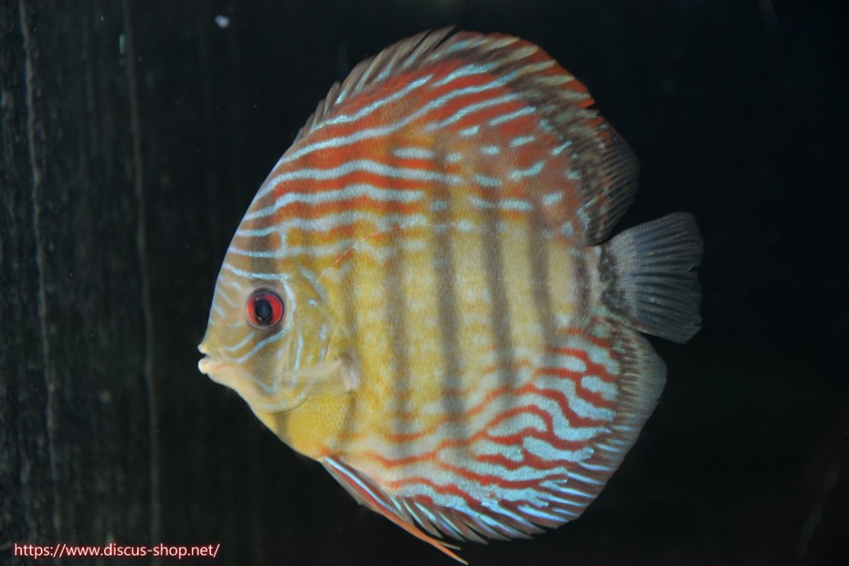 画像3: 【30周年記念セール対象個体】【ワイルドディスカス】【通販】【紅赤必至の産地】ラーゴイナヌ タイプレッドエディ♂ レッドデヴィル♀【個体ペア販売】15-16ｃｍ（生体）ラーゴイナヌ産 (3)