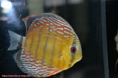 画像4: 【30周年記念セール対象個体】【ワイルドディスカス】【通販】【紅赤必至の産地】ラーゴイナヌ タイプレッドエディ♂ レッドデヴィル♀【個体ペア販売】15-16ｃｍ（生体）ラーゴイナヌ産 (4)