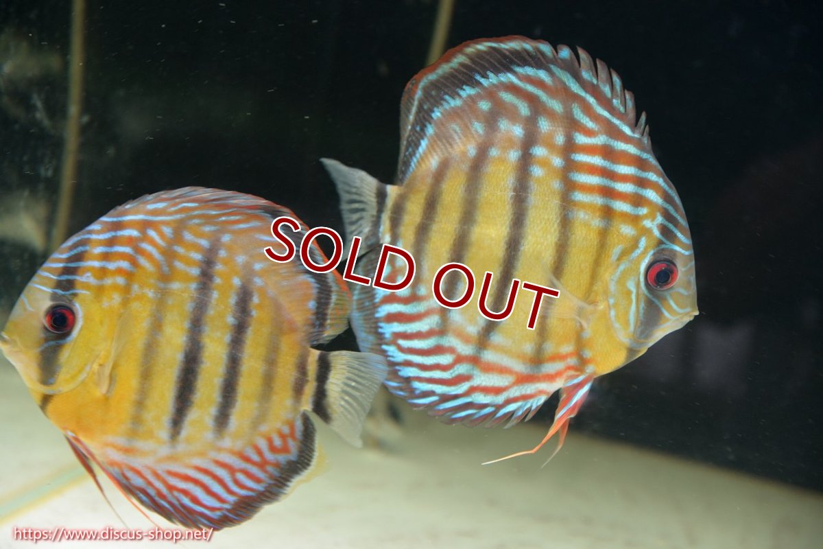 画像1: 【ワイルドディスカス】【通販】【紅赤必至の産地】ラーゴイナヌ タイプレッドエディ♂ レッドデヴィル♀【個体ペア販売】15-16ｃｍ（生体）ラーゴイナヌ産 (1)