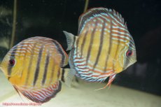 画像1: 【30周年記念セール対象個体】【ワイルドディスカス】【通販】【紅赤必至の産地】ラーゴイナヌ タイプレッドエディ♂ レッドデヴィル♀【個体ペア販売】15-16ｃｍ（生体）ラーゴイナヌ産 (1)