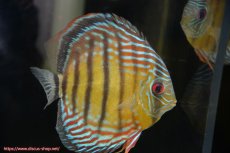 画像2: 【30周年記念セール対象個体】【ワイルドディスカス】【通販】【紅赤必至の産地】ラーゴイナヌ タイプレッドエディ♂ レッドデヴィル♀【個体ペア販売】15-16ｃｍ（生体）ラーゴイナヌ産 (2)