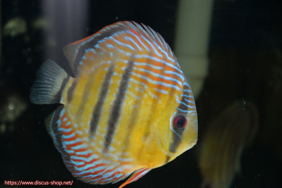 画像4: 【30周年記念セール対象個体】【ワイルドディスカス】【通販】【紅赤必至の産地】ラーゴイナヌ タイプレッドエディ♂ レッドデヴィル♀【個体ペア販売】15-16ｃｍ（生体）ラーゴイナヌ産 (4)