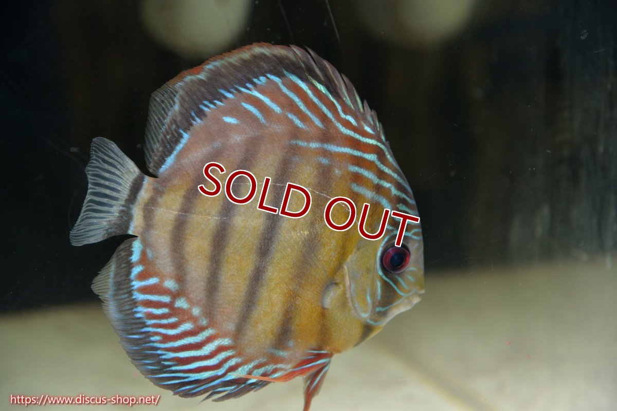画像4: 【30周年記念セール対象個体】【ワイルドディスカス】【通販】【紅赤必至の産地】ラーゴイナヌ タイプレッドエディ♂ レッドデヴィル♀【個体ペア販売】15-16ｃｍ（生体）ラーゴイナヌ産 (4)