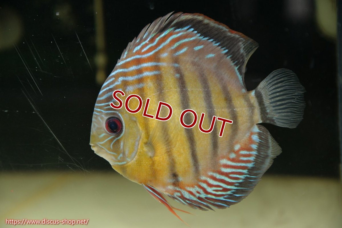 画像5: 【30周年記念セール対象個体】【ワイルドディスカス】【通販】【紅赤必至の産地】ラーゴイナヌ タイプレッドエディ♂ レッドデヴィル♀【個体ペア販売】15-16ｃｍ（生体）ラーゴイナヌ産 (5)