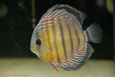 画像5: 【30周年記念セール対象個体】【ワイルドディスカス】【通販】【紅赤必至の産地】ラーゴイナヌ タイプレッドエディ♂ レッドデヴィル♀【個体ペア販売】15-16ｃｍ（生体）ラーゴイナヌ産 (5)