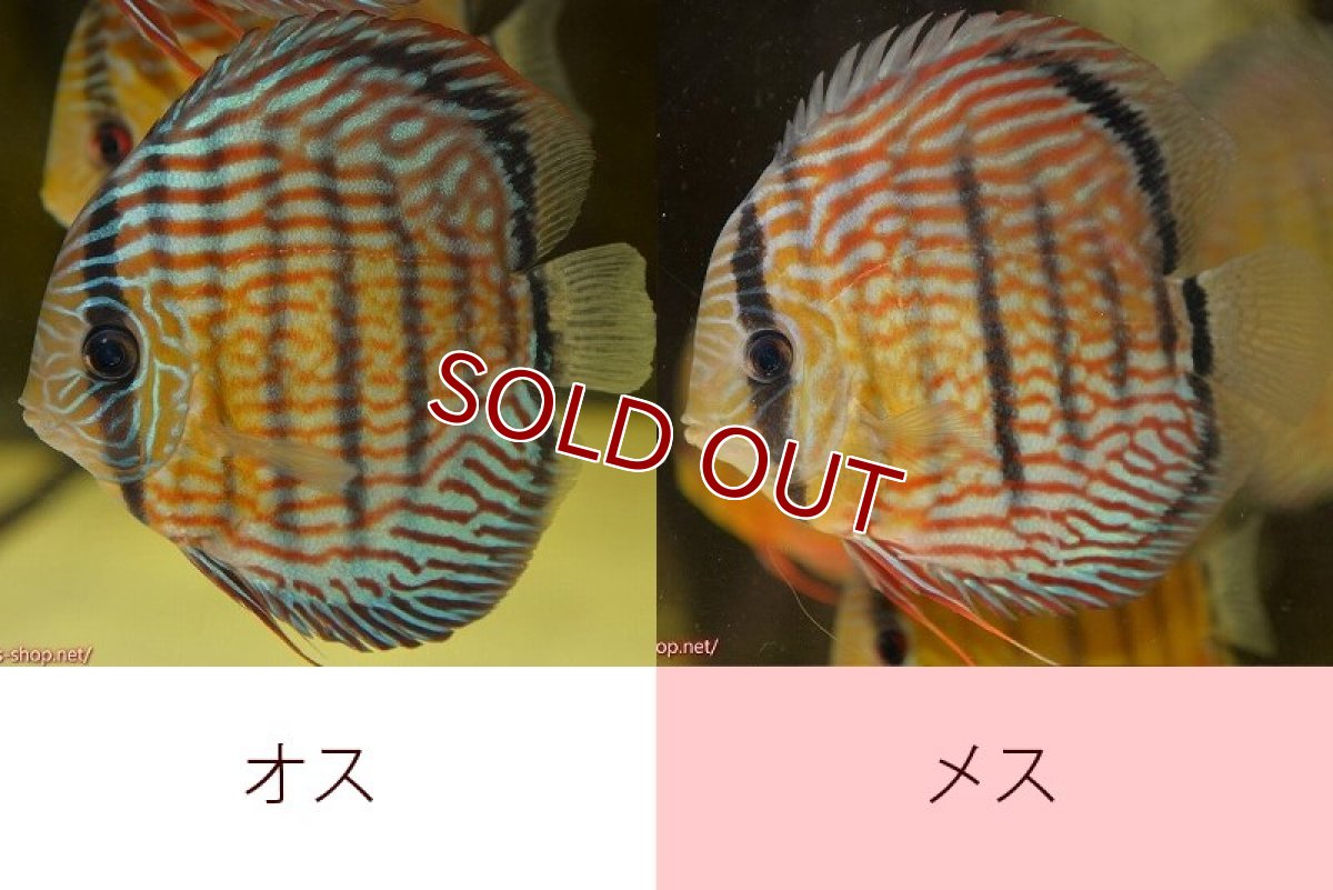 画像1: 【初夏のペア祭り対象個体】【ワイルドディスカス】【通販】ラーゴイナヌタイプロイヤルレッドエディ（金目）【個体ペア販売】15cm（生体）ラーゴイナヌ産 (1)