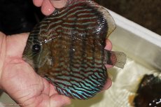画像6: 【ワイルドディスカス】【通販】ラーゴイナヌタイプロイヤルレッドエディ（金目）【個体ペア販売】15cm（生体）ラーゴイナヌ産 (6)
