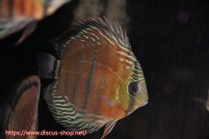 画像3: 【ワイルドディスカス】【通販】ラーゴイナヌレッドデヴィル【個体販売】15cm（生体）ラーゴイナヌ産 (3)